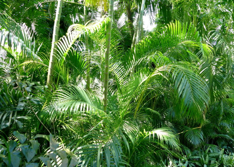 33. La Guadeloupe ; Deshaies, le jardin botanique