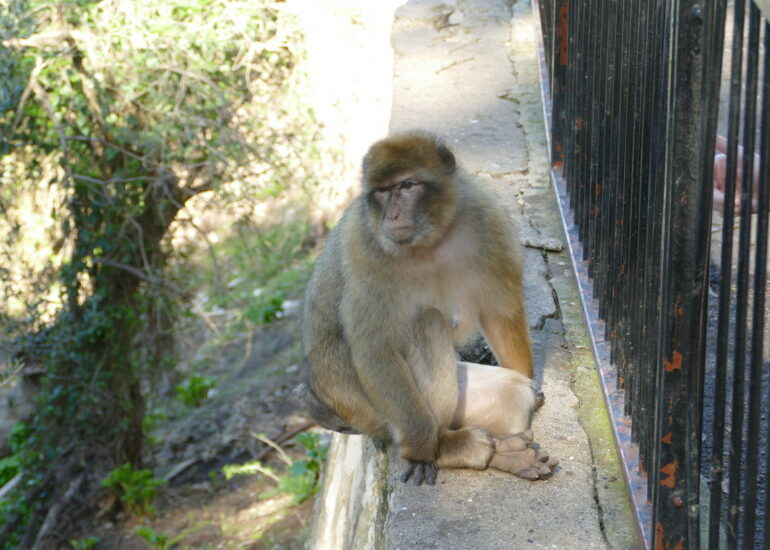 34. Gibraltar, sur le rocher