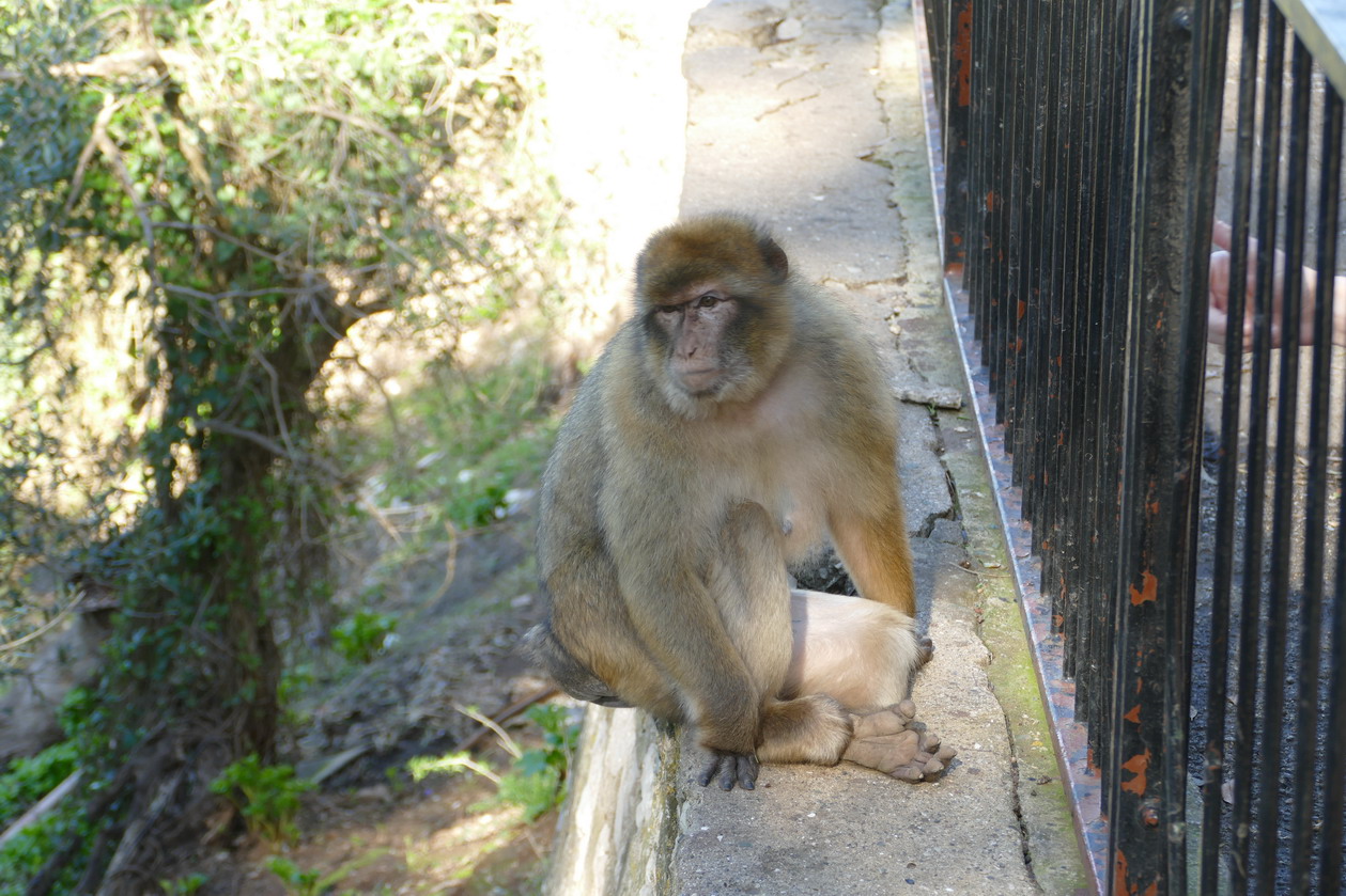 34. Gibraltar, sur le rocher