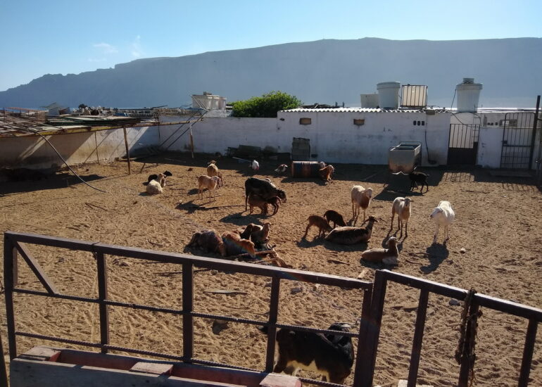 34. La Graciosa - une ferme au centre de l'île