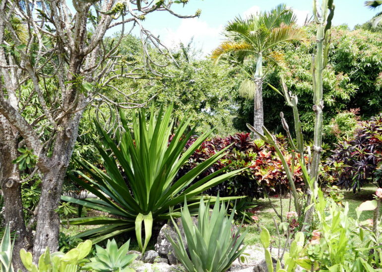 34. La Guadeloupe ; Deshaies, le jardin botanique