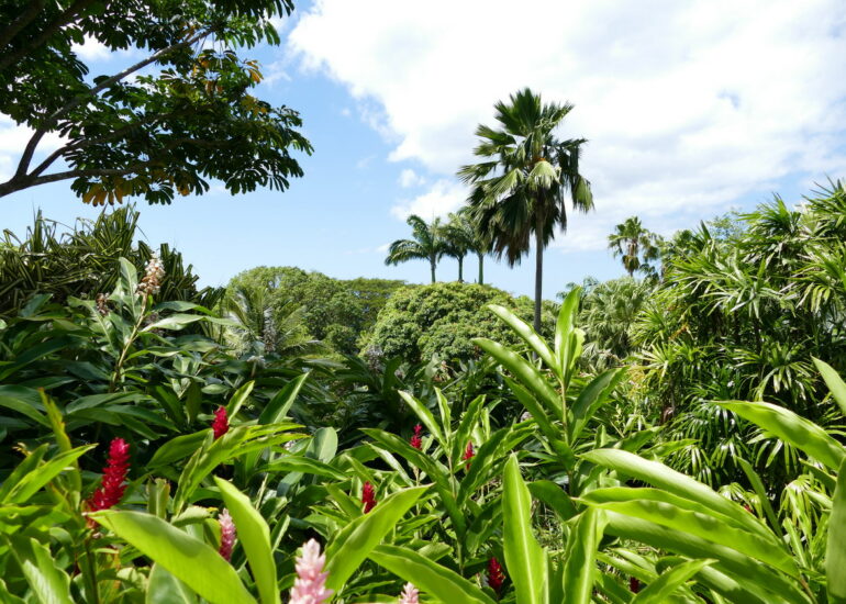 35. La Guadeloupe ; Deshaies, le jardin botanique