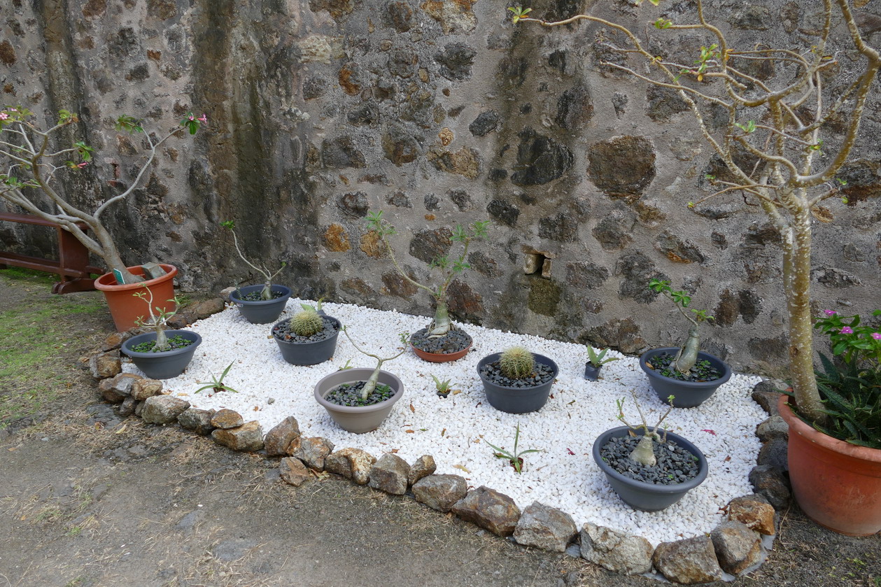 35. L'archipel des Saintes ; le fort Napoléon, jardin botanique en projet