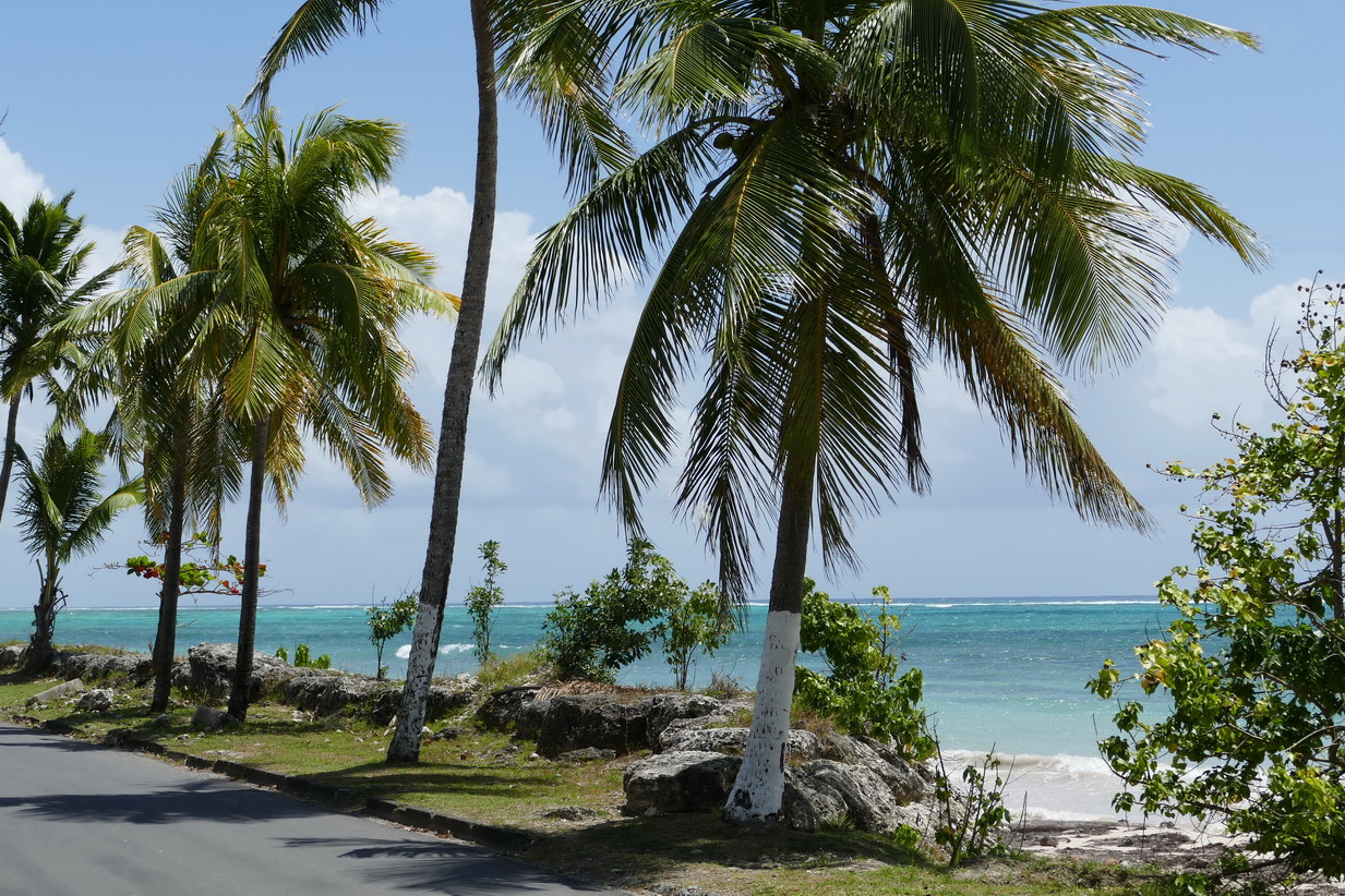 35. Marie-Galante ; Grand-Bourg, la plage