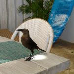 36. Bequia, Admiralty bay, un habitué du café restaurant Jack's