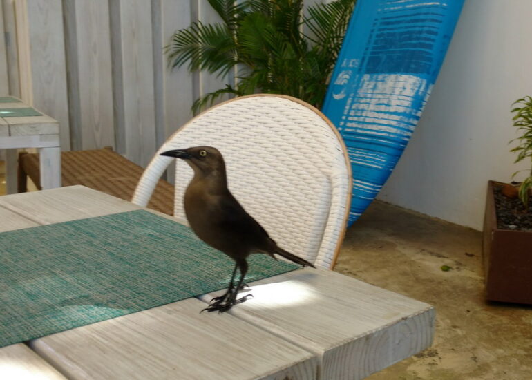 36. Bequia, Admiralty bay, un habitué du café restaurant Jack's