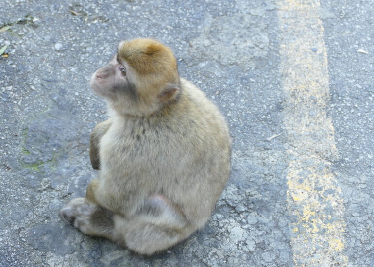 36. Gibraltar, sur le rocher