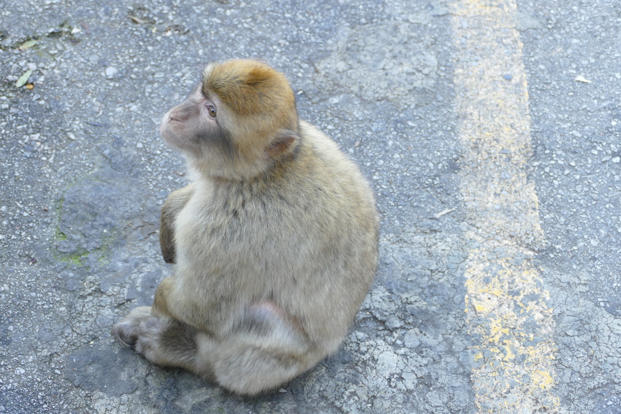 36. Gibraltar, sur le rocher