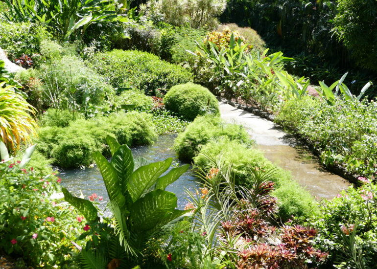 36. La Guadeloupe ; Deshaies, le jardin botanique