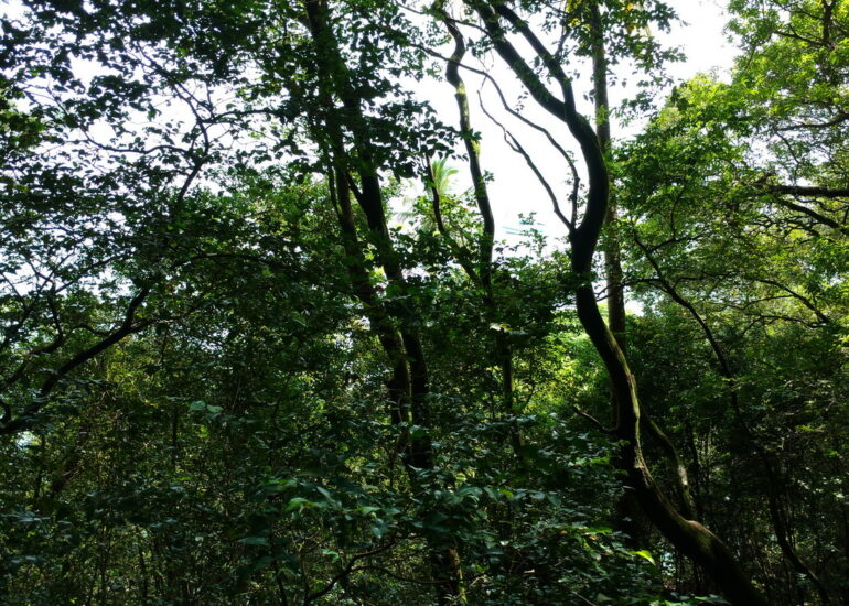 37. Île St Joseph, la forêt primitive