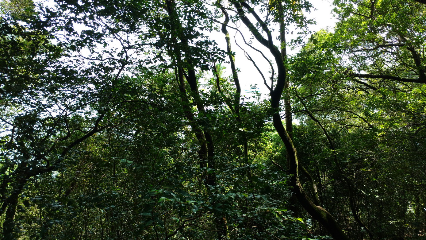 37. Île St Joseph, la forêt primitive