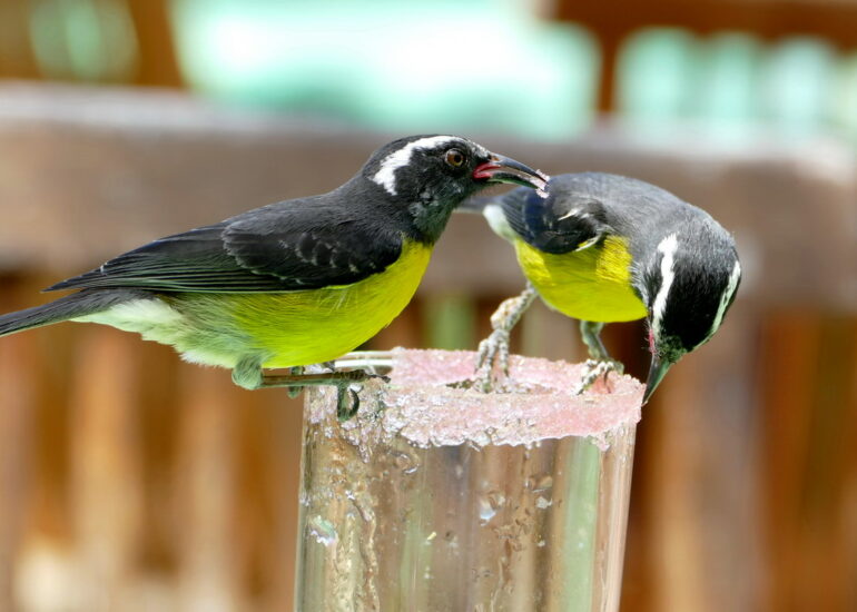 38. La Guadeloupe ; Deshaies, le jardin botanique, des oiseaux sucriers