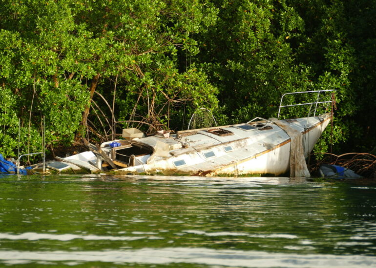 39. La Martinique, le Marin ; la mangrove enlace et engloutit