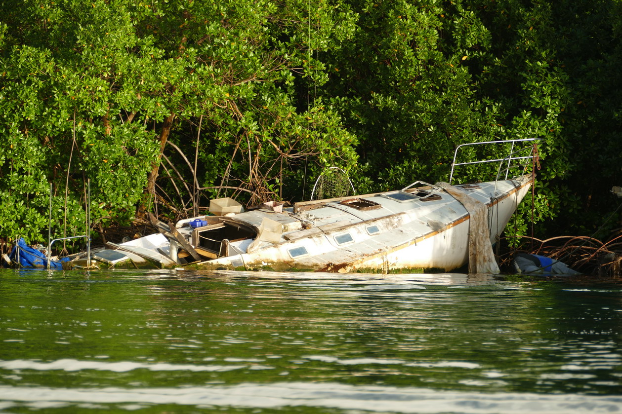 39. La Martinique, le Marin ; la mangrove enlace et engloutit