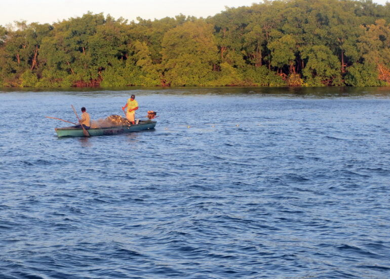 4. La mangrove