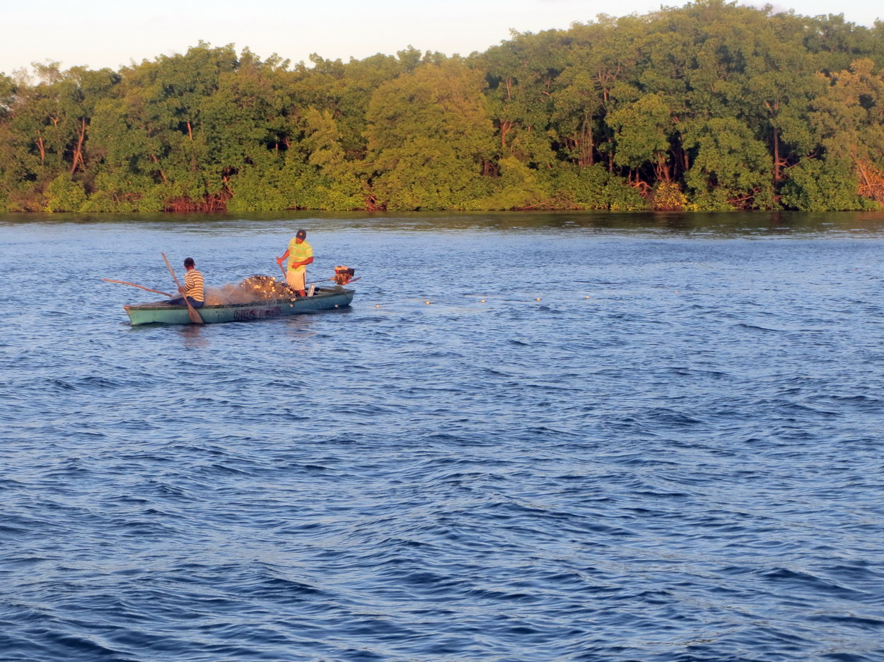 4. La mangrove