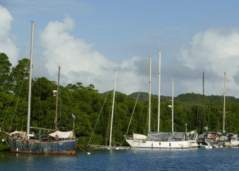 40. La Martinique, le Marin ; le nez dans la mangrove