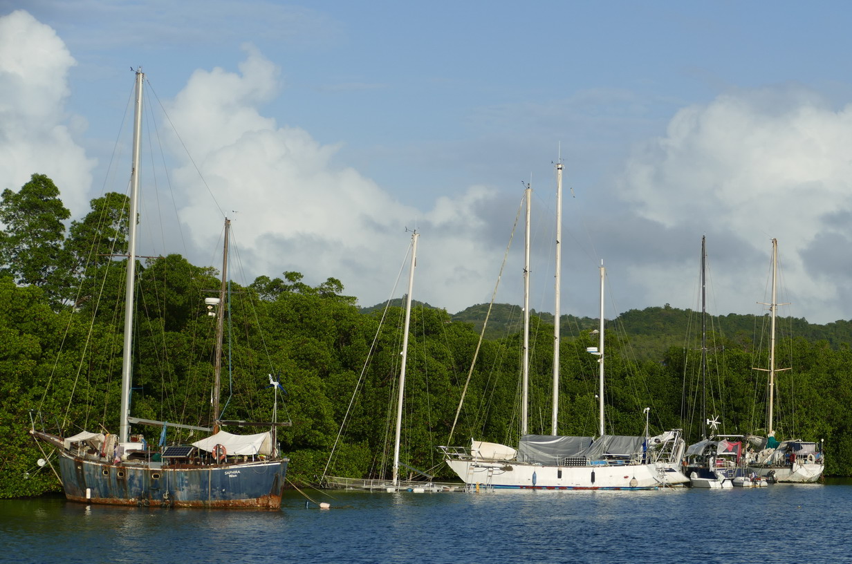 40. La Martinique, le Marin ; le nez dans la mangrove