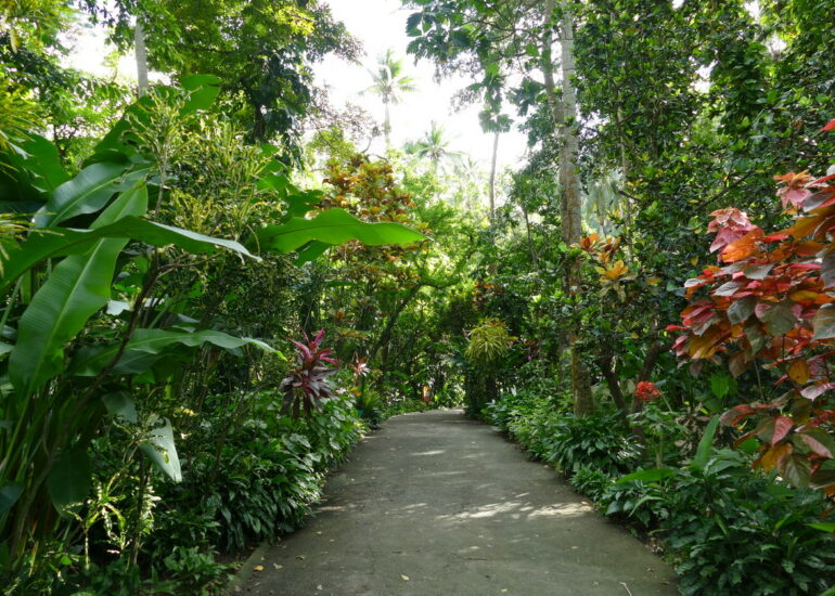 40. Soufriere, le jardin botanique
