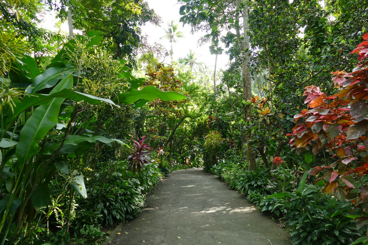 40. Soufriere, le jardin botanique