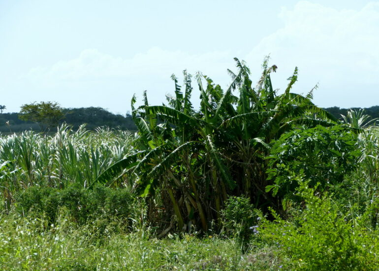 41. Marie-Galante ; entre Grand-Bourg et St Louis, les champs de canne à sucre