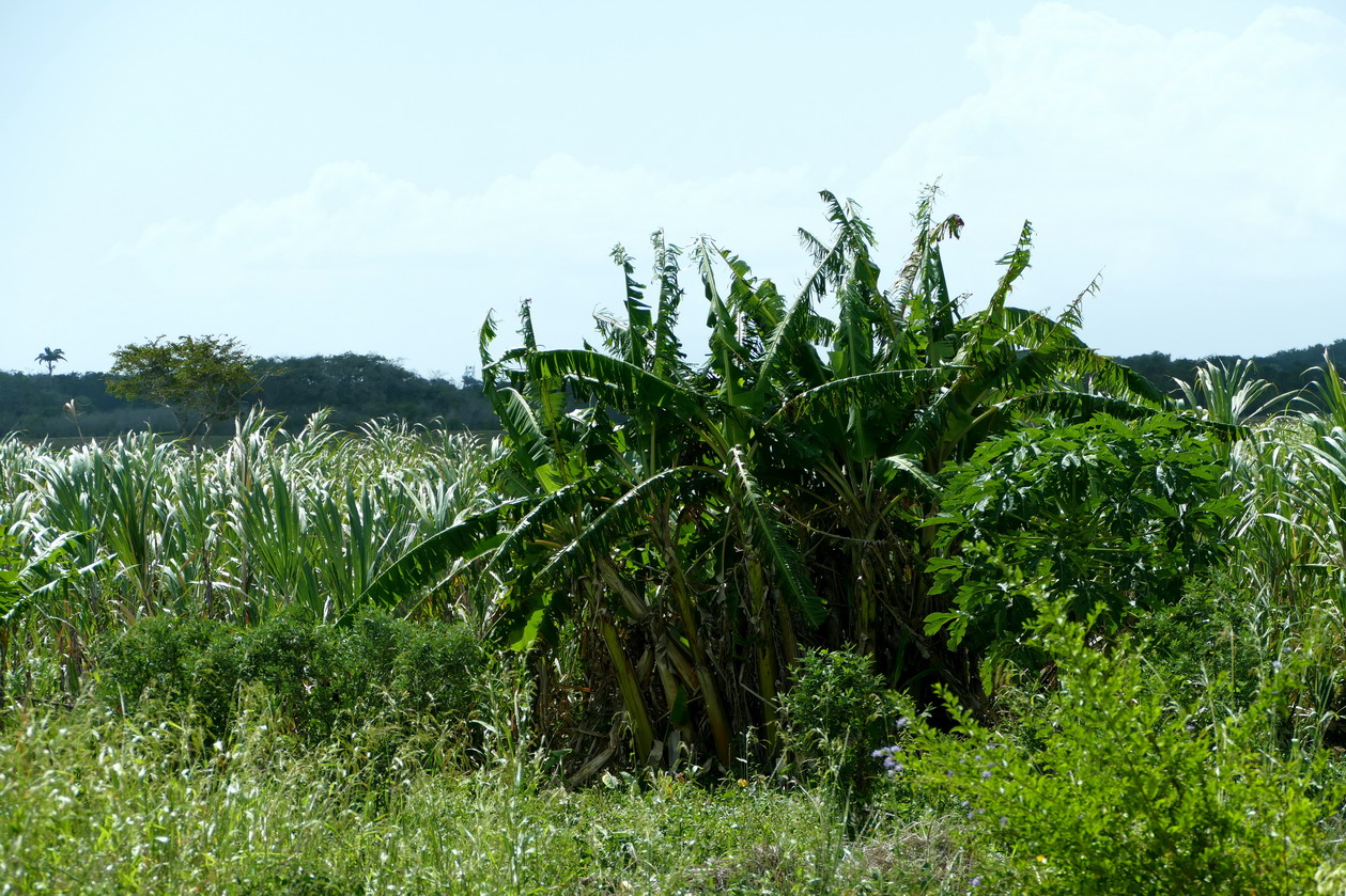 41. Marie-Galante ; entre Grand-Bourg et St Louis, les champs de canne à sucre