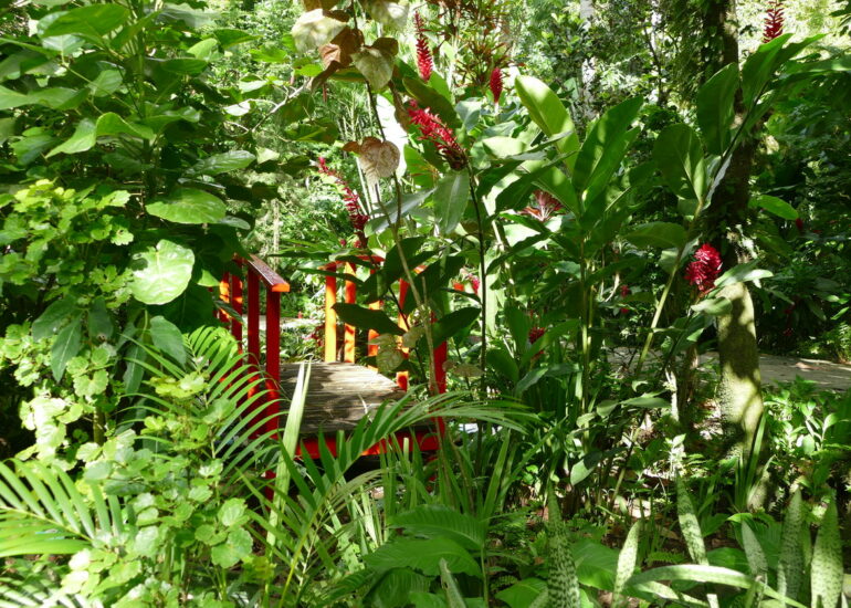 41. Soufriere, le jardin botanique
