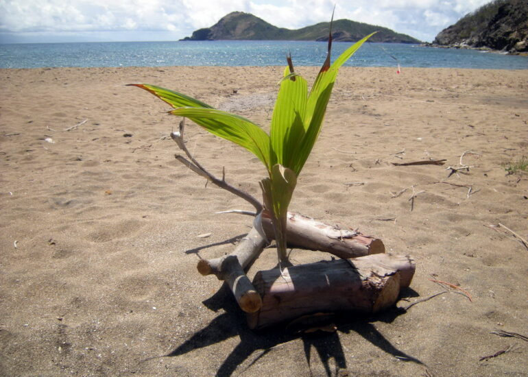 42. L'archipel des Saintes ; l'anse Crawen, la nature reprend ses droits