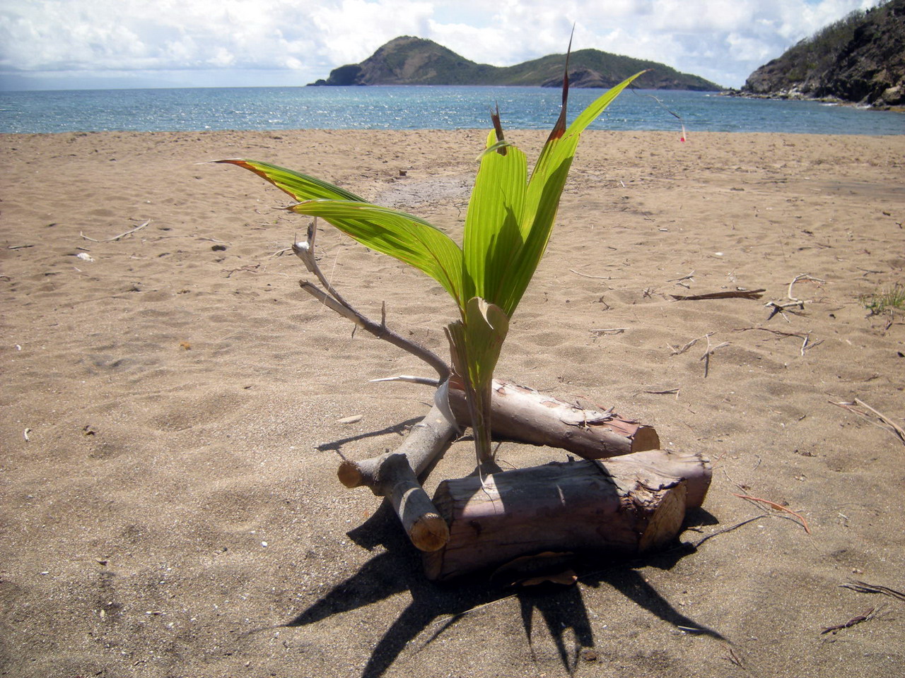 42. L'archipel des Saintes ; l'anse Crawen, la nature reprend ses droits