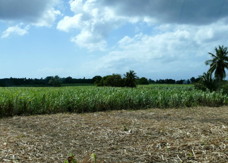 42. Marie-Galante ; entre Grand-Bourg et St Louis, les champs de canne à sucre (début de récolte)