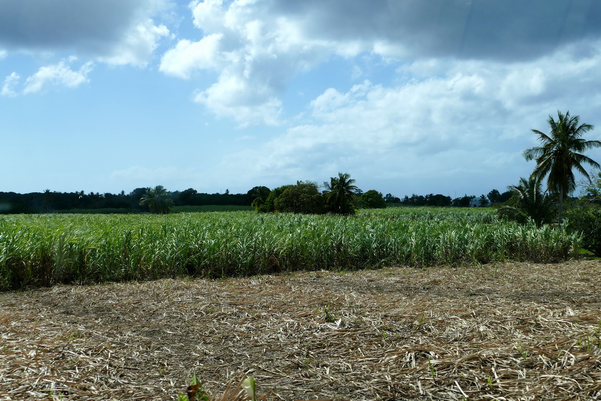 42. Marie-Galante ; entre Grand-Bourg et St Louis, les champs de canne à sucre (début de récolte)