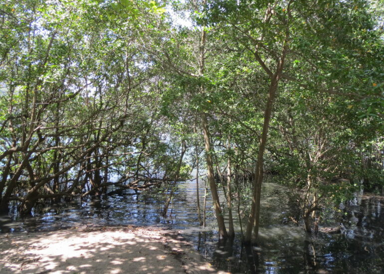 42. Lagoa, le lac intérieur