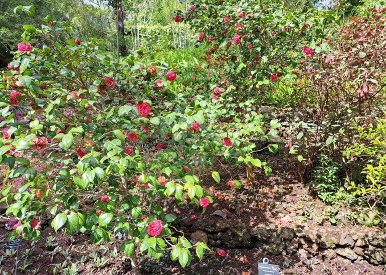 43. Madère, Funchal, le jardin botanique