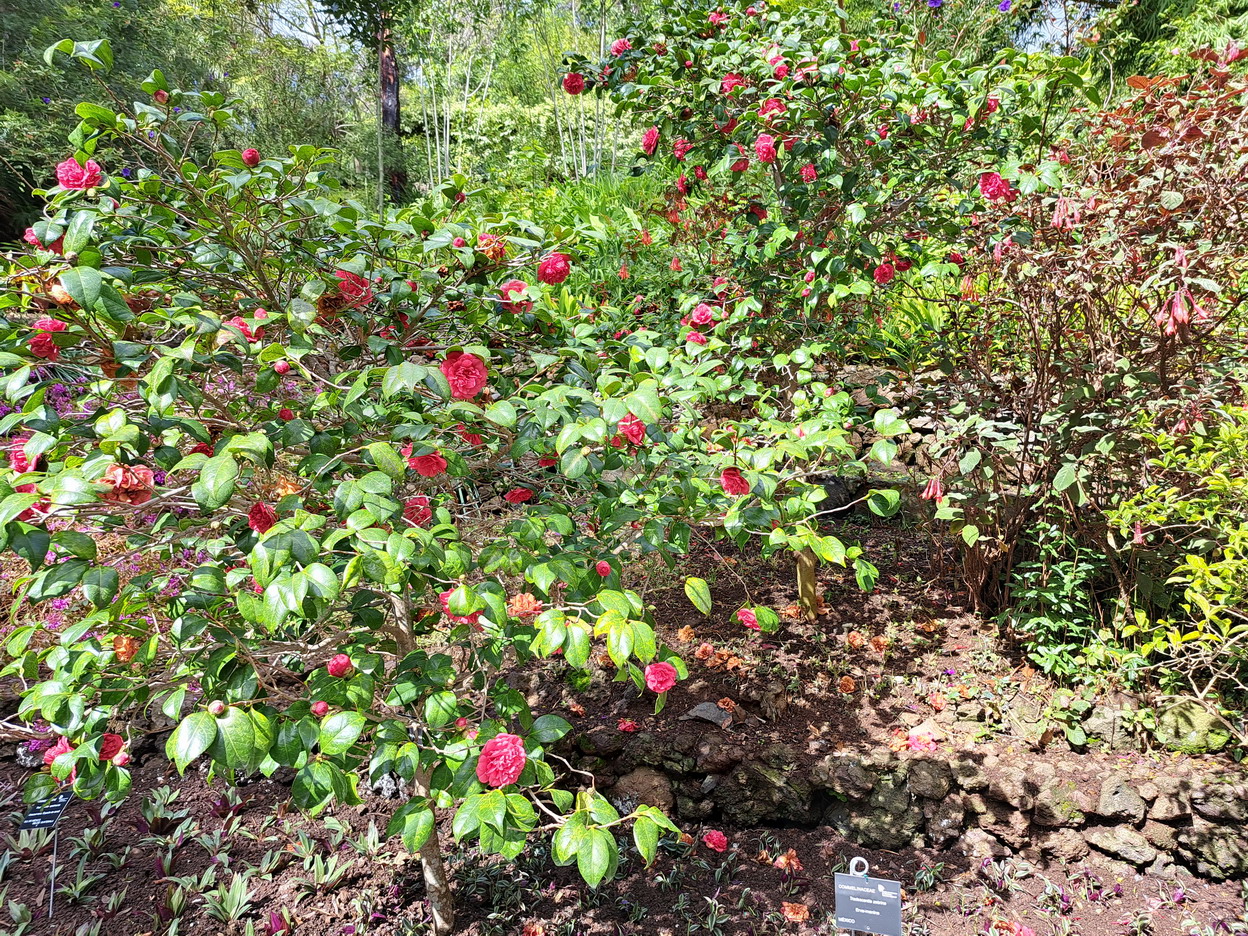 43. Madère, Funchal, le jardin botanique