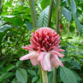 43. Soufriere, le jardin botanique