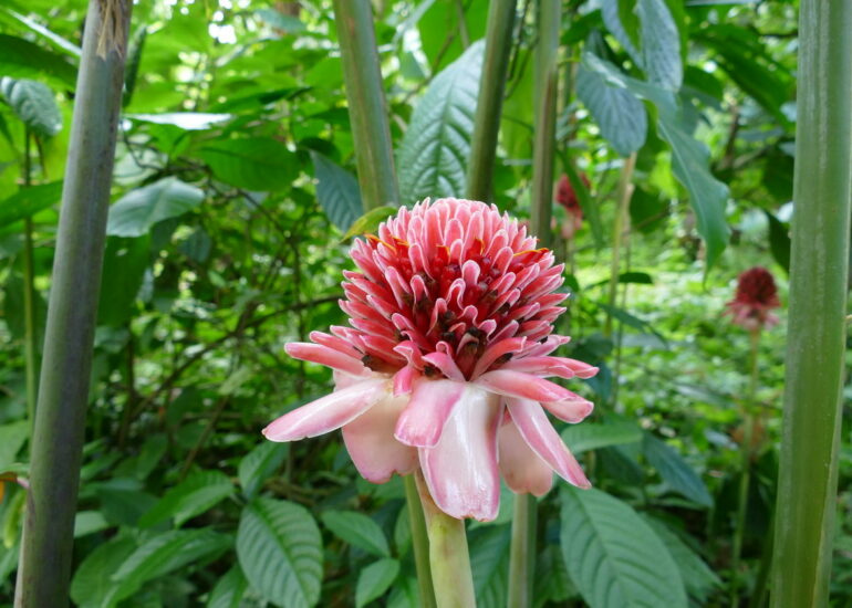 43. Soufriere, le jardin botanique