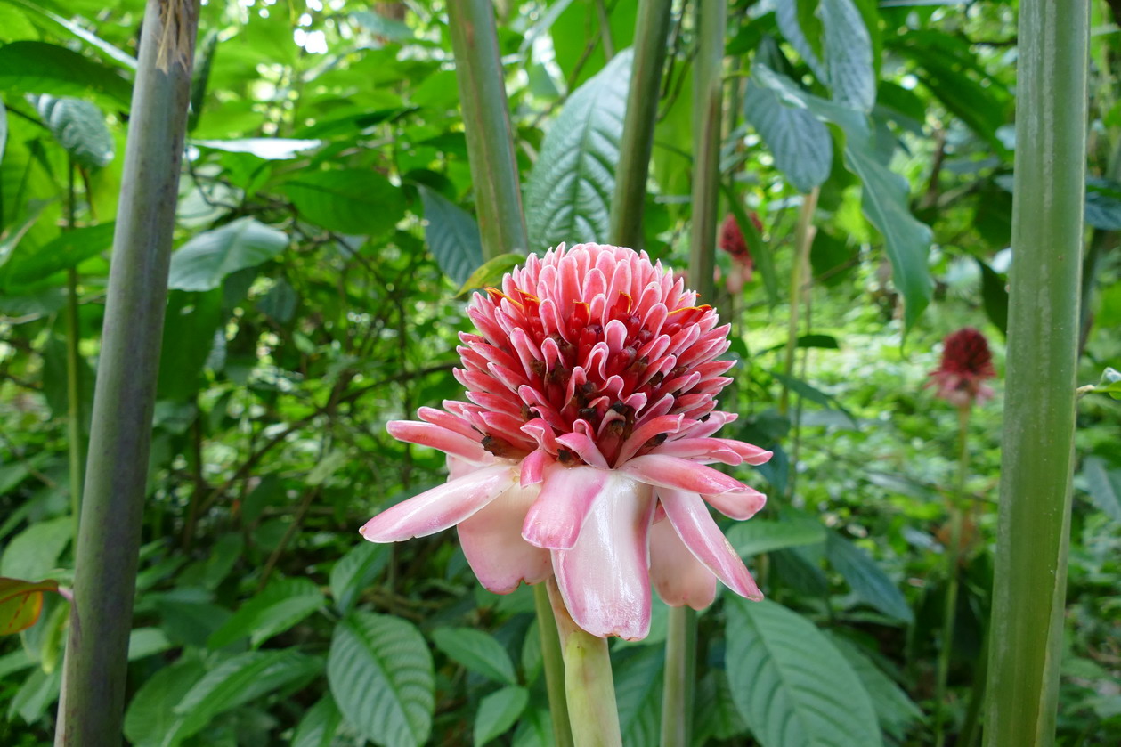 43. Soufriere, le jardin botanique