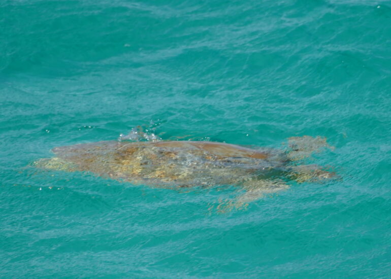 43. Tortue marine