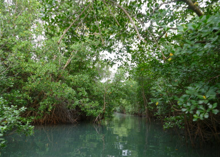 44. La Martinique, le Marin ; canal à travers la mangrove