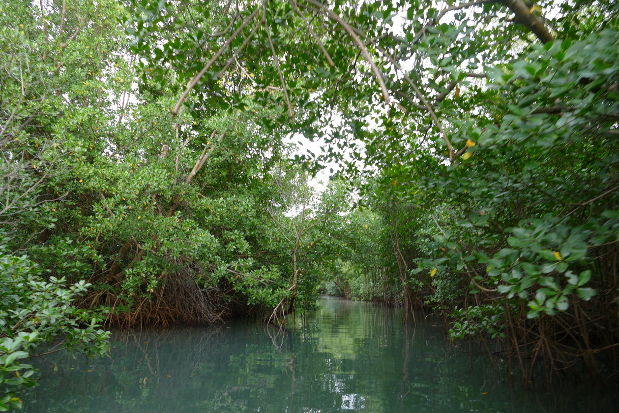 44. La Martinique, le Marin ; canal à travers la mangrove