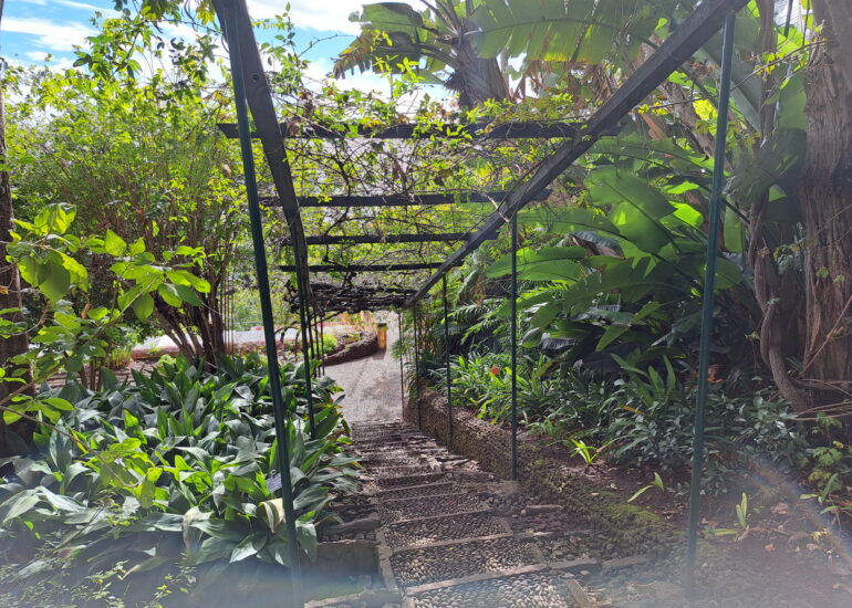 44. Madère, Funchal, le jardin botanique