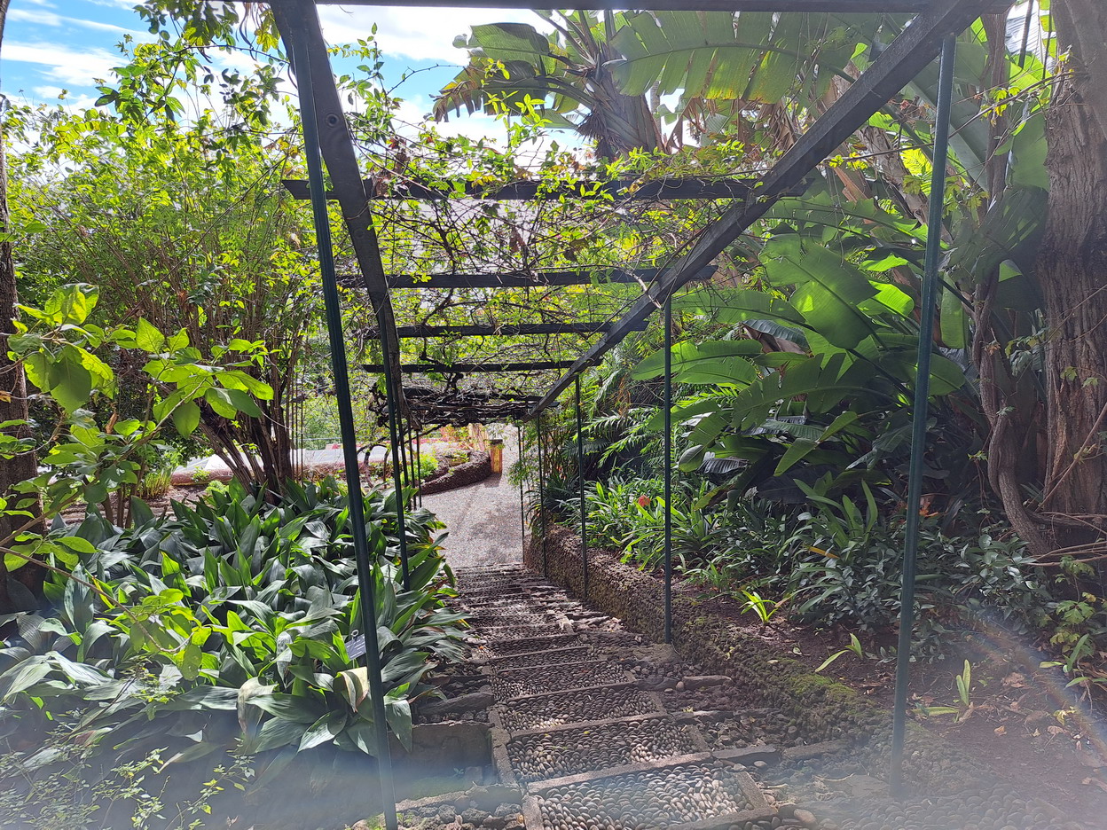 44. Madère, Funchal, le jardin botanique