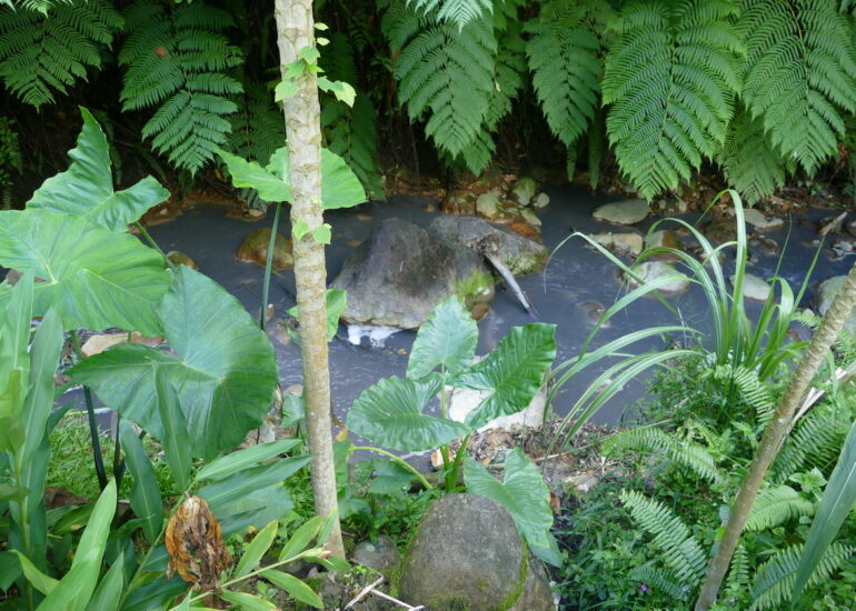 44. Soufriere, le jardin botanique