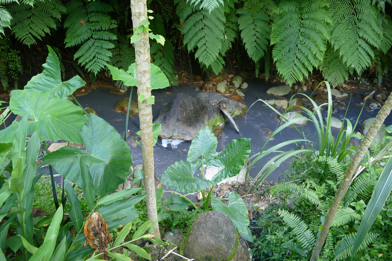 44. Soufriere, le jardin botanique