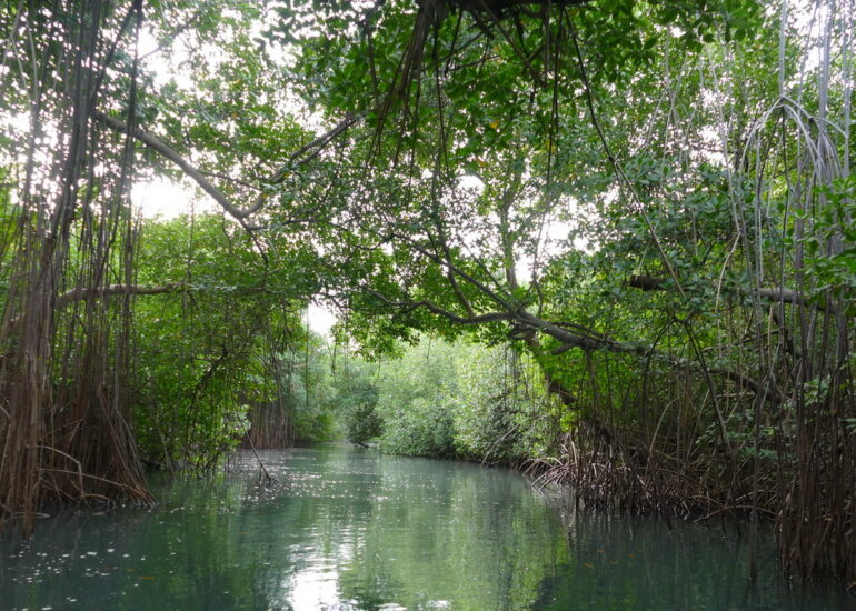 45. La Martinique, le Marin ; canal à travers la mangrove