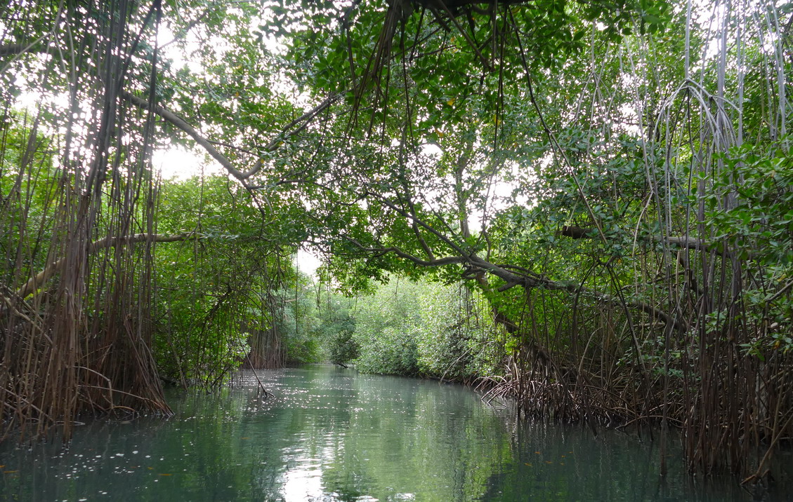 45. La Martinique, le Marin ; canal à travers la mangrove