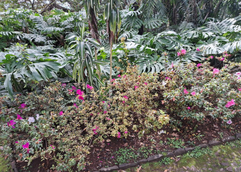 45. Madère, Funchal, le jardin botanique