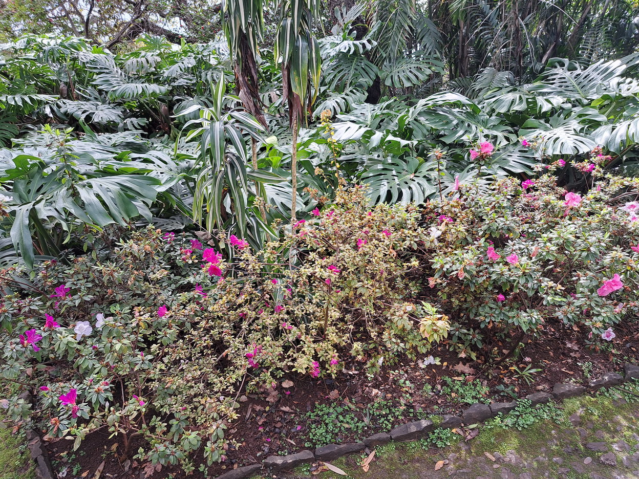 45. Madère, Funchal, le jardin botanique