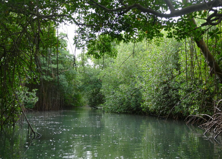 46. La Martinique, le Marin ; canal à travers la mangrove