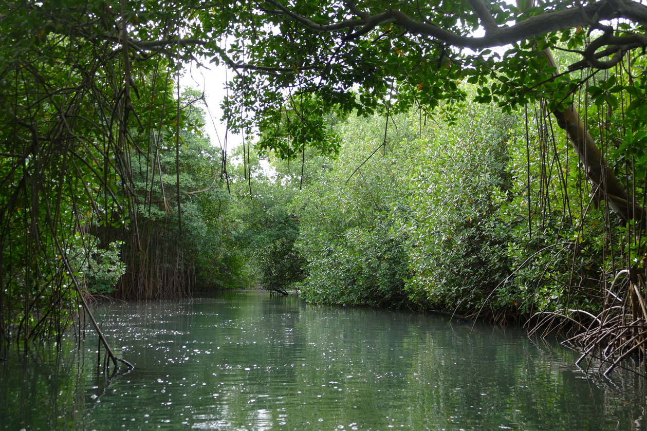 46. La Martinique, le Marin ; canal à travers la mangrove